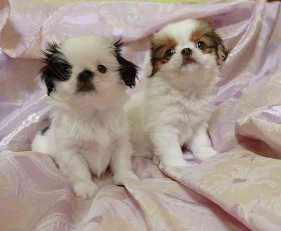 Японский хин Донецк