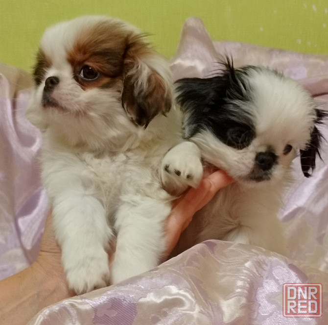 Японский хин Донецк - изображение 5