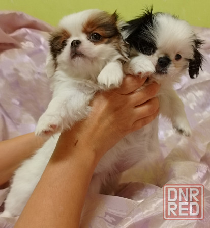 Японский хин Донецк - изображение 3