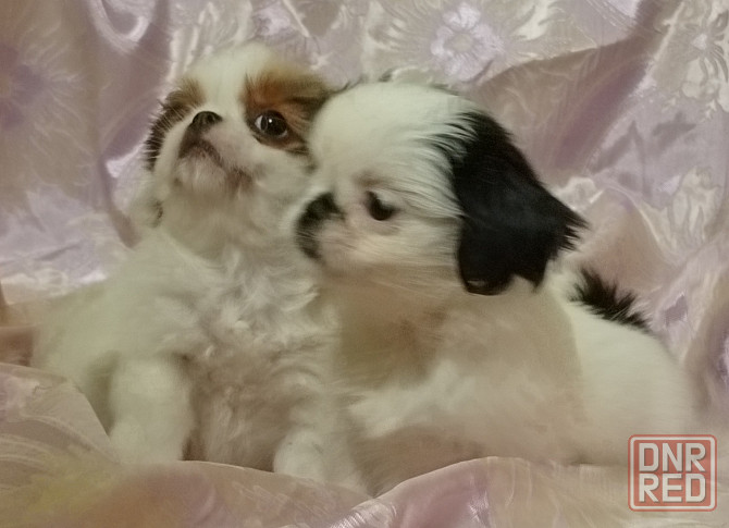 Японский хин Донецк - изображение 6