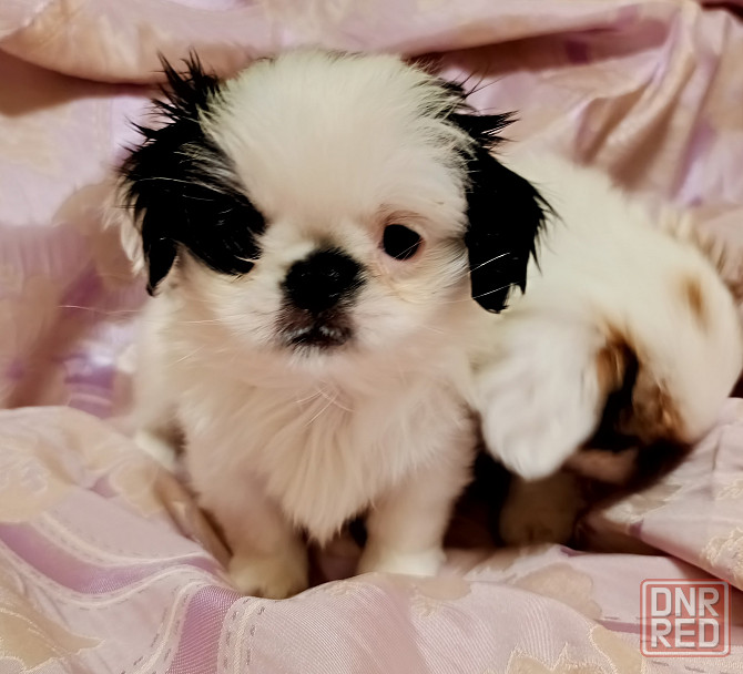 Японский хин Донецк - изображение 4