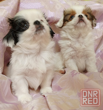 Японский хин Донецк - изображение 2