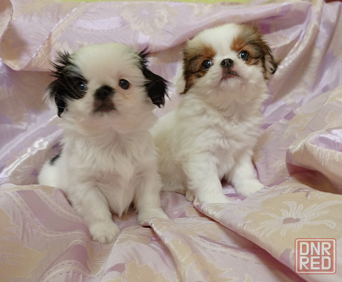 Японский хин Донецк - изображение 1