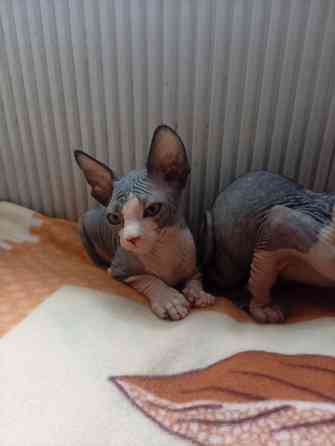 Продажа котят канадского сфинкса Макеевка