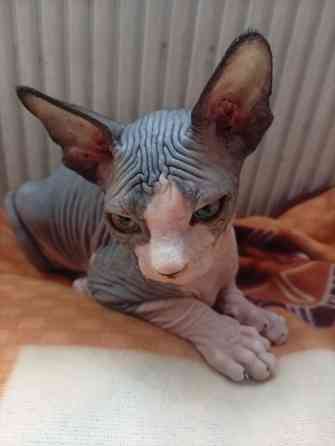 Продажа котят канадского сфинкса Макеевка