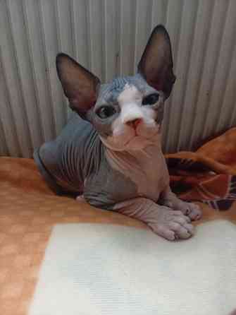 Продажа котят канадского сфинкса Макеевка