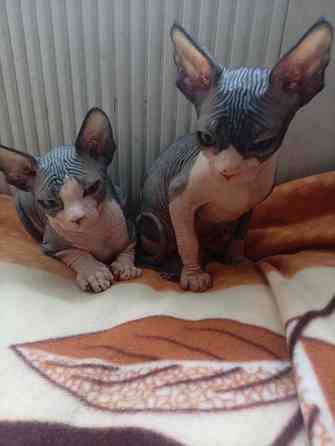 Продажа котят канадского сфинкса Макеевка