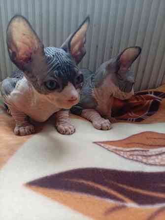 Продажа котят канадского сфинкса Макеевка