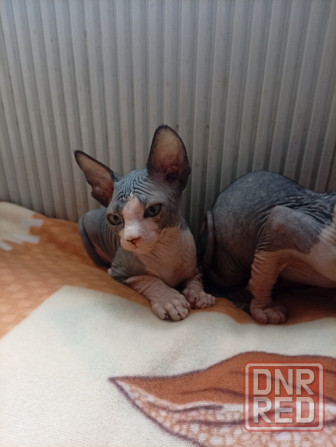 Продажа котят канадского сфинкса Макеевка - изображение 3
