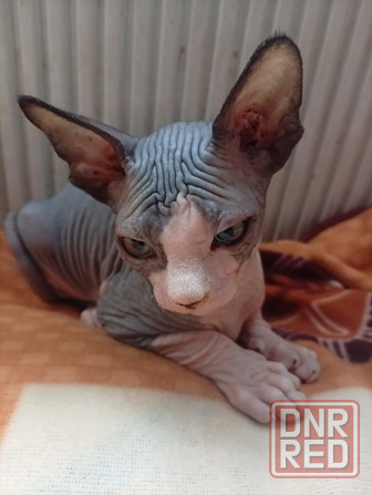 Продажа котят канадского сфинкса Макеевка - изображение 2