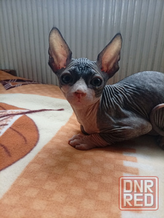 Продажа котят канадского сфинкса Макеевка - изображение 4