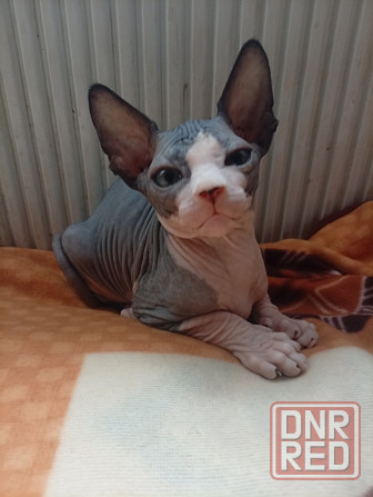 Продажа котят канадского сфинкса Макеевка - изображение 5