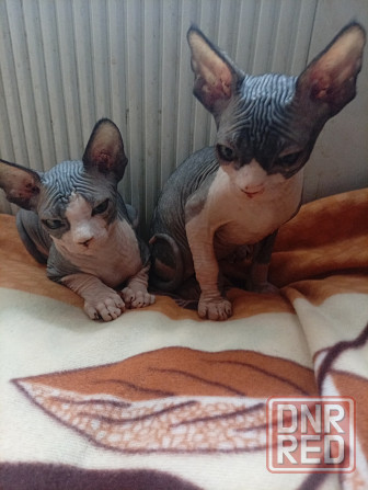 Продажа котят канадского сфинкса Макеевка - изображение 1