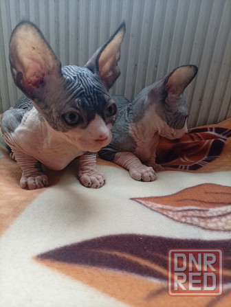 Продажа котят канадского сфинкса Макеевка - изображение 6