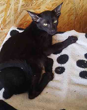 Продам кошечку Донецк