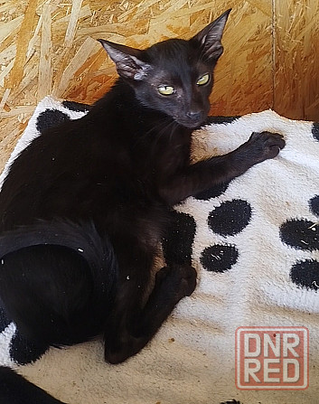 Продам кошечку Донецк - изображение 1