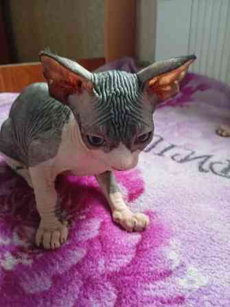 Продажа котят канадского сфинкса Макеевка