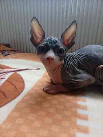 Продажа котят канадского сфинкса Макеевка