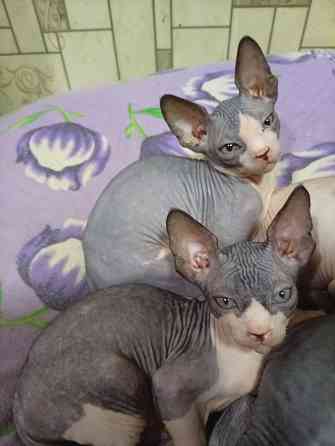 Продажа котят канадского сфинкса Макеевка