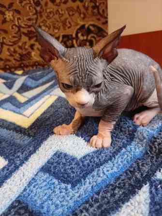 Продажа котят канадского сфинкса Макеевка