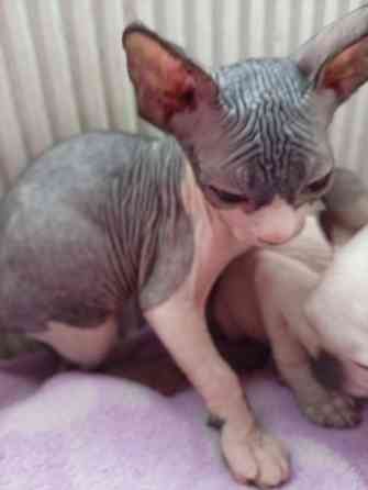 Продажа котят канадского сфинкса Макеевка