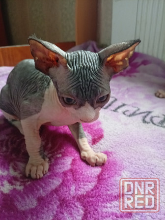 Продажа котят канадского сфинкса Макеевка - изображение 2