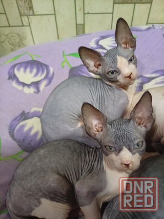 Продажа котят канадского сфинкса Макеевка - изображение 4