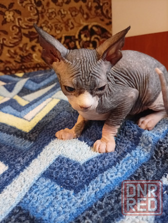 Продажа котят канадского сфинкса Макеевка - изображение 5