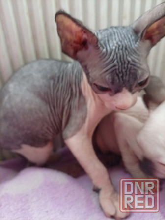 Продажа котят канадского сфинкса Макеевка - изображение 6