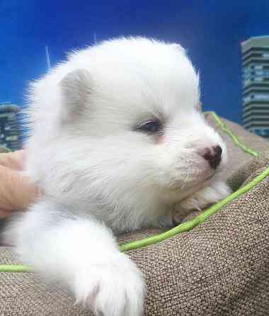 Голубоглазый блондин (помски миник). Донецк