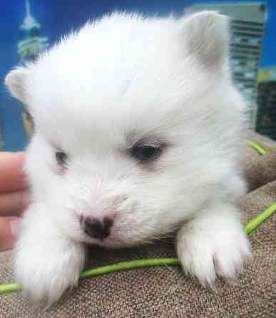 Голубоглазый блондин (помски миник). Донецк