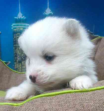 Голубоглазый блондин (помски миник). Донецк