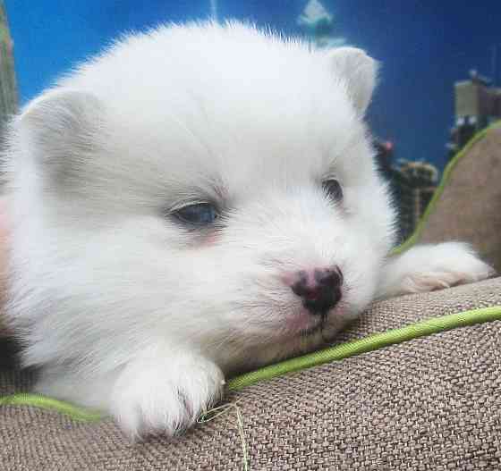 Голубоглазый блондин (помски миник). Донецк