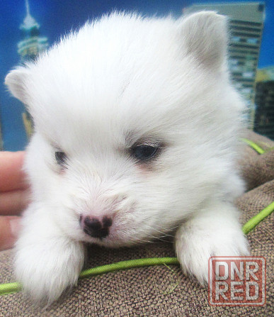 Голубоглазый блондин (помски миник). Донецк - изображение 2