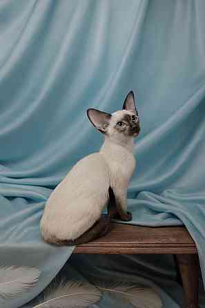 Ориентальная кошка Донецк