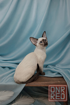 Ориентальная кошка Донецк - изображение 1