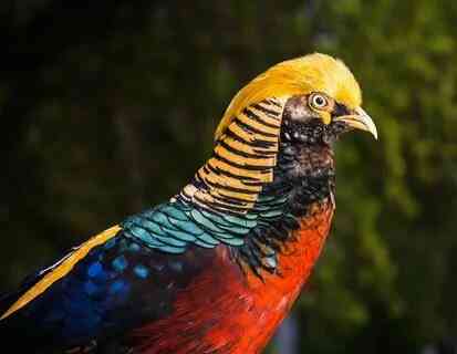 продаются фазаны Харцызск