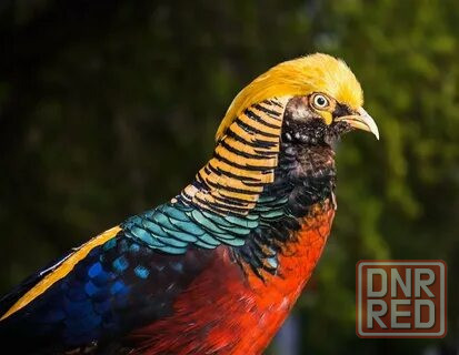 продаются фазаны Харцызск - изображение 1