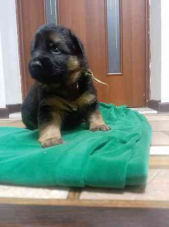 Очаровательные щенки немецкой овчарки ищут нового хозяина. Харцызск