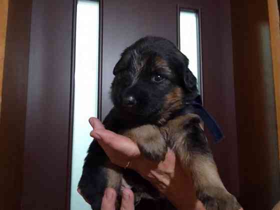 Очаровательные щенки немецкой овчарки ищут нового хозяина. Харцызск