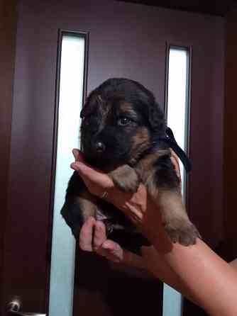 Очаровательные щенки немецкой овчарки ищут нового хозяина. Харцызск