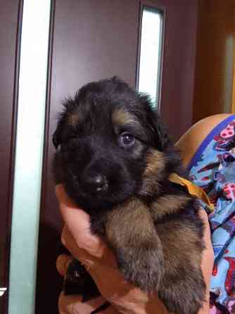 Очаровательные щенки немецкой овчарки ищут нового хозяина. Харцызск