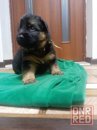 Очаровательные щенки немецкой овчарки ищут нового хозяина. Харцызск - изображение 1