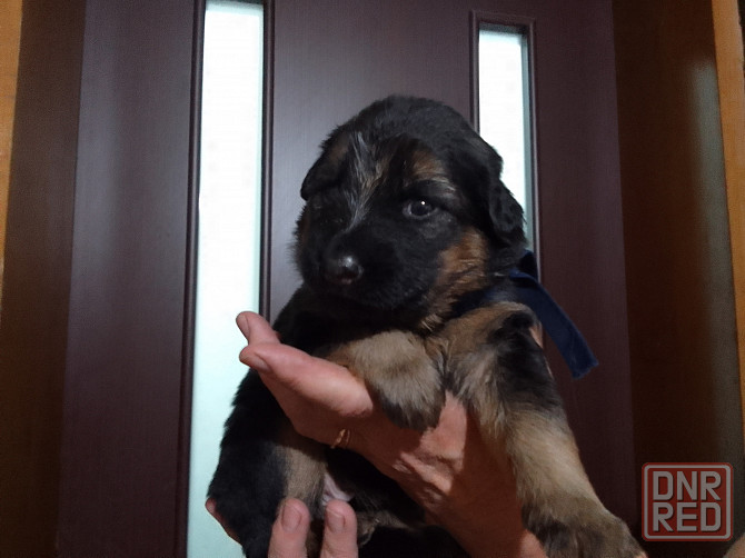 Очаровательные щенки немецкой овчарки ищут нового хозяина. Харцызск - изображение 4