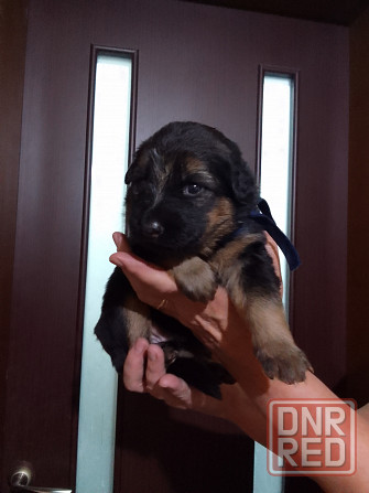 Очаровательные щенки немецкой овчарки ищут нового хозяина. Харцызск - изображение 3