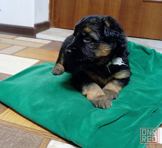 Очаровательные щенки немецкой овчарки ищут нового хозяина. Харцызск - изображение 2