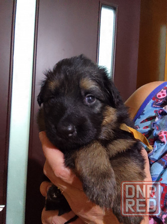 Очаровательные щенки немецкой овчарки ищут нового хозяина. Харцызск - изображение 5