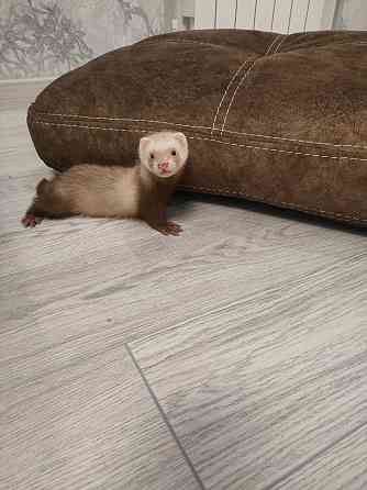 Хорёк Донецк