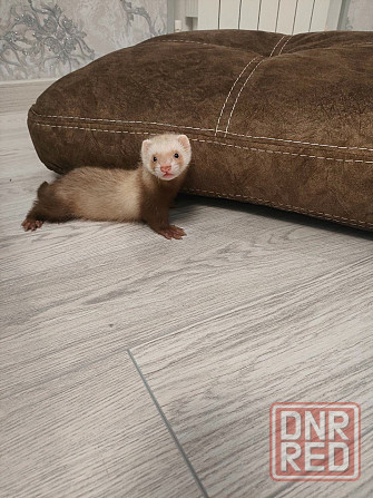 Хорёк Донецк - изображение 1