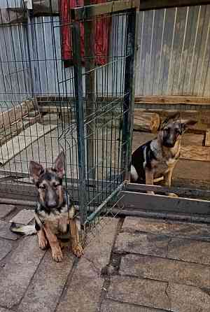 Щенки немецкой овчарки. Донецк